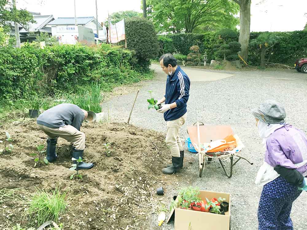 太陽と鳩たち・楽しい風景画像01